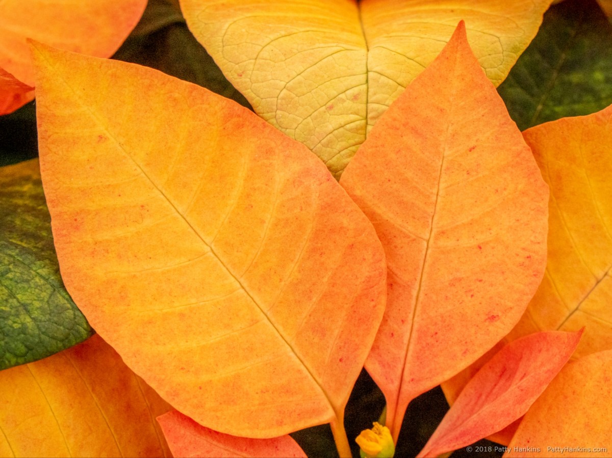 Autumn Leaves Poinsettia © 2018 Patty Hankins