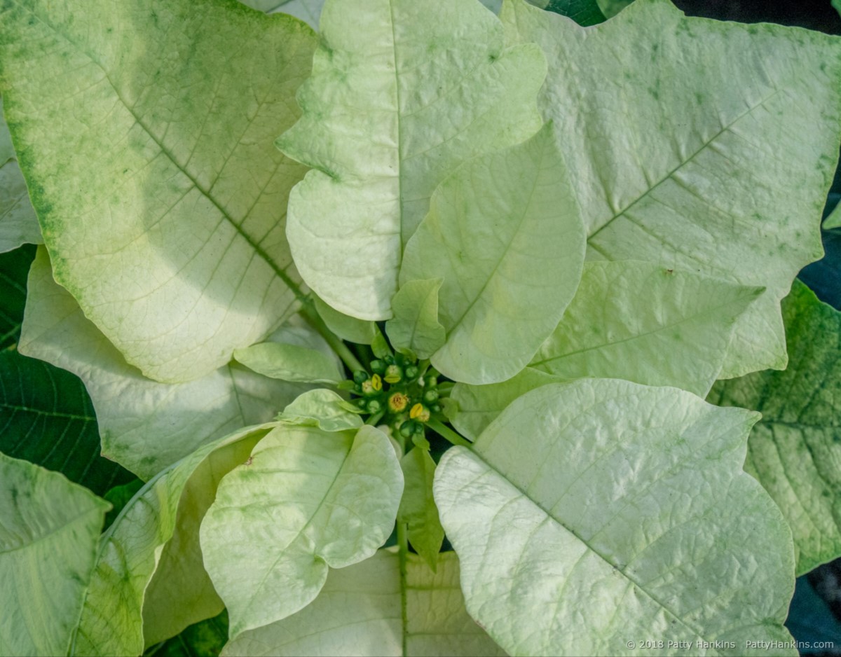 Envy Poinsettia © 2018 Patty Hankins