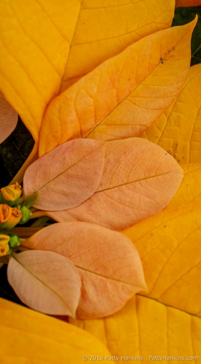 Gold Rush Poinsettia © 2018 Patty Hankins