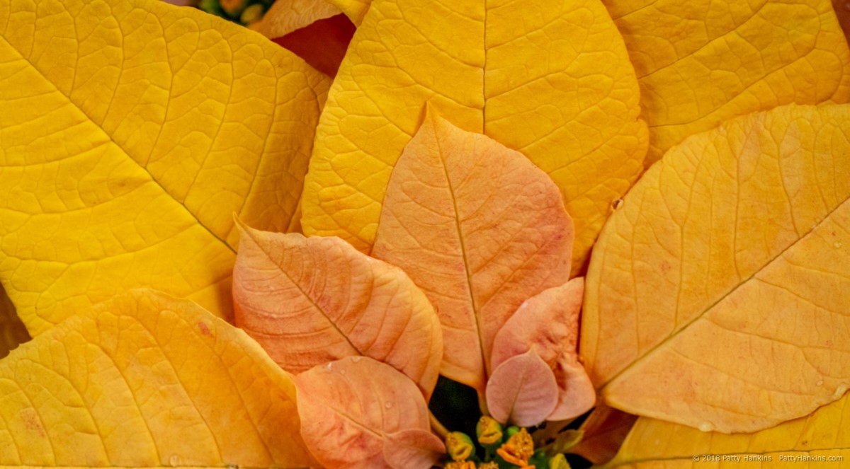 Gold Rush Poinsettia © 2018 Patty Hankins