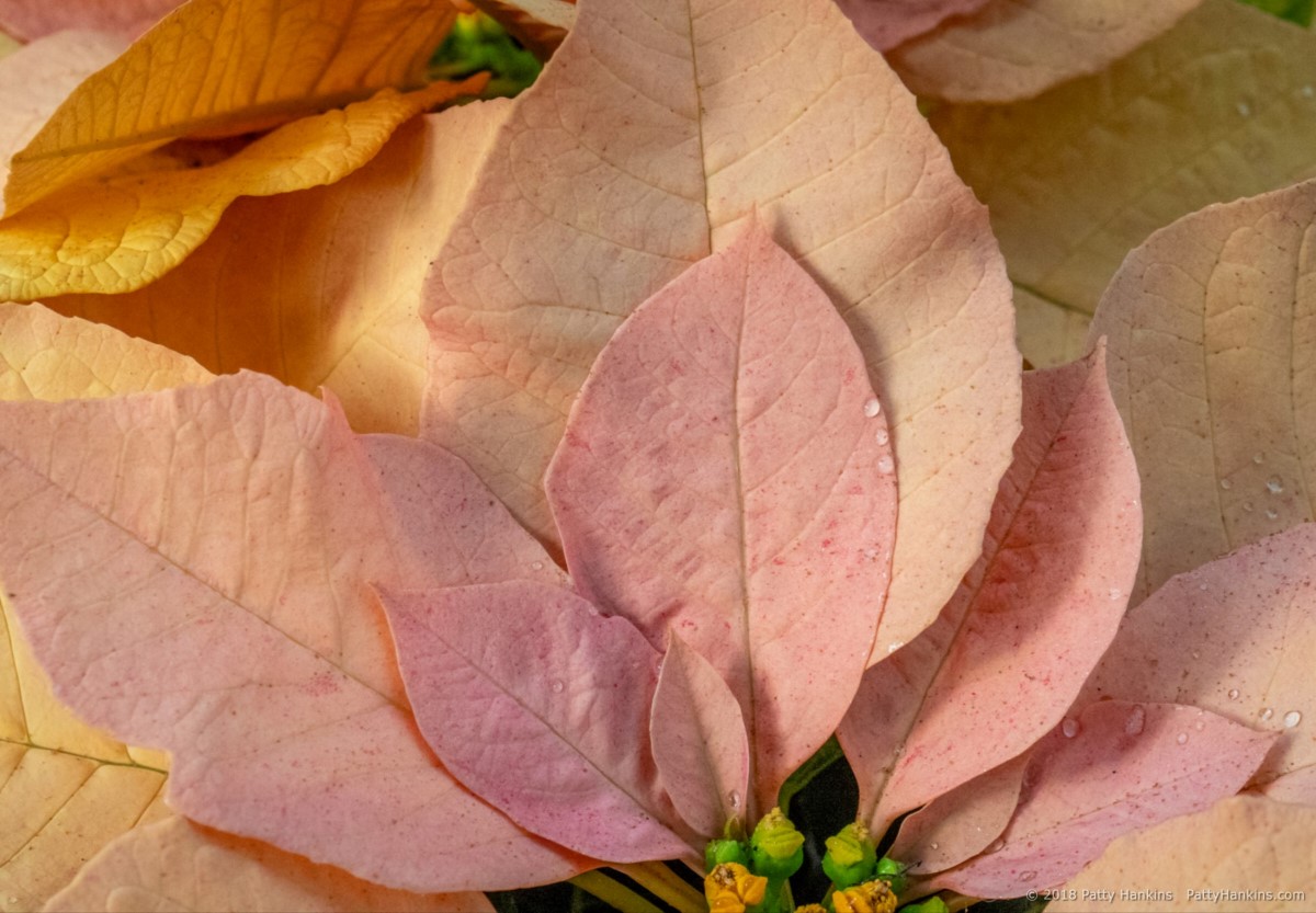 Gold Rush Poinsettia © 2018 Patty Hankins