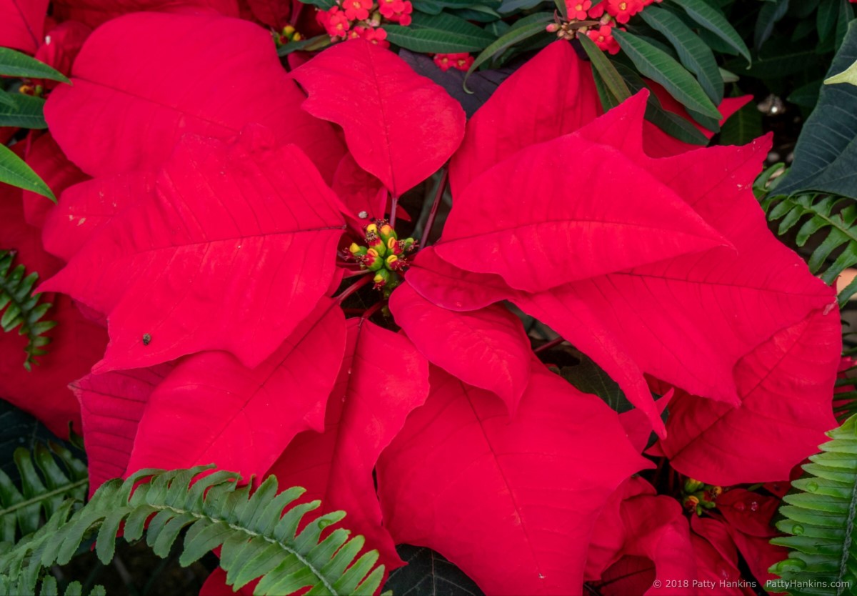 Red Elf Poinsettia © 2018 Patty Hankins