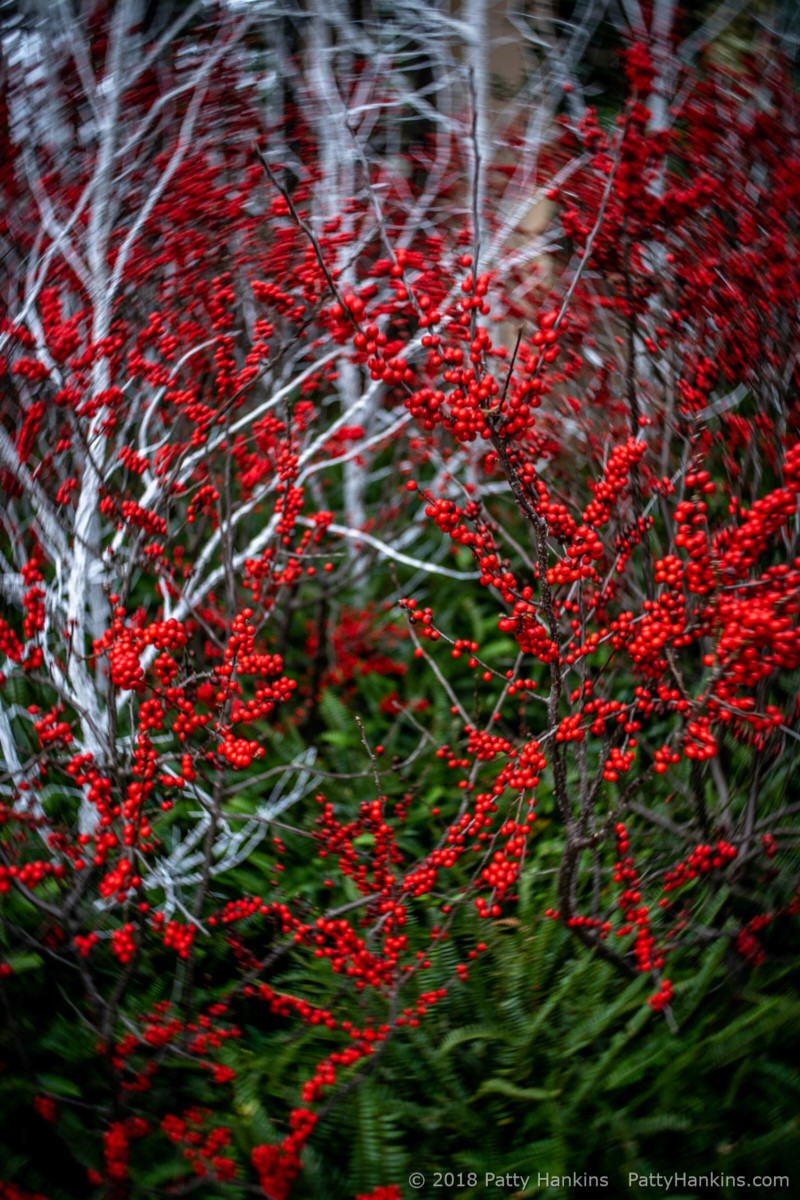 Decorations in the Conservatory. Longwood Gardens, Christmas 2018 © 2018 Patty Hankins