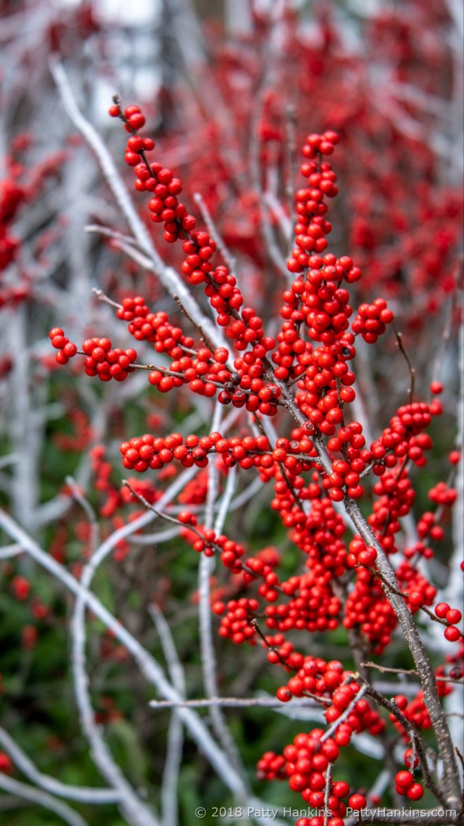 Decorations in the Conservatory. Longwood Gardens, Christmas 2018 © 2018 Patty Hankins