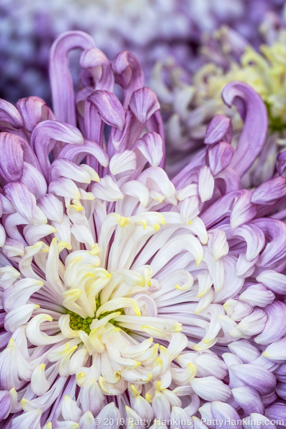 Vienna Waltz Chrysanthemum © 2019 Patty Hankins