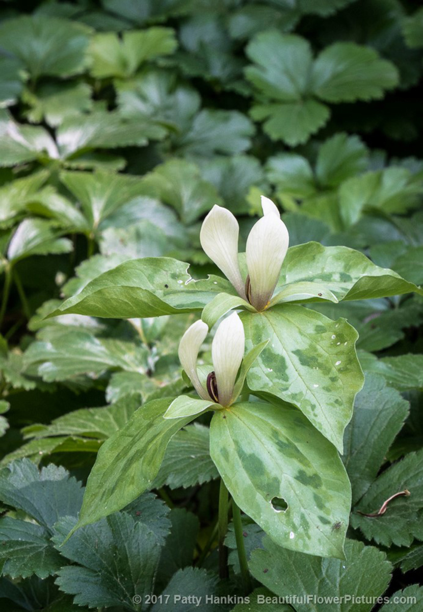 Trillium Discolor © 2017 Patty Hankins