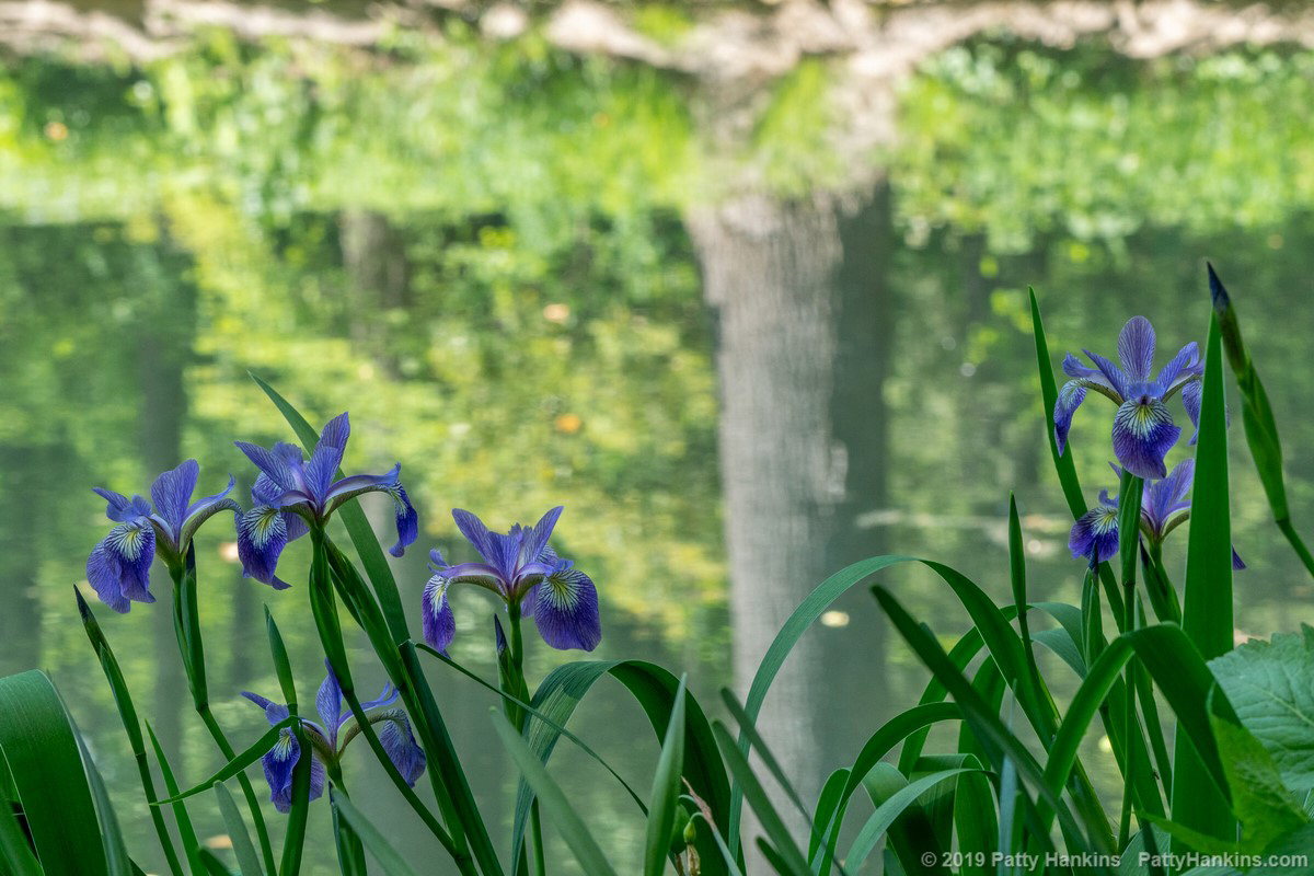 Irises at the Pond © 2019 Patty Hankins