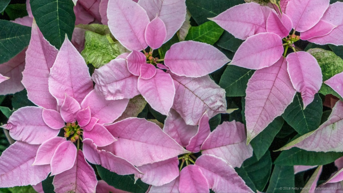 Bonprilipcom Poinsettia © 2018 Patty Hankins