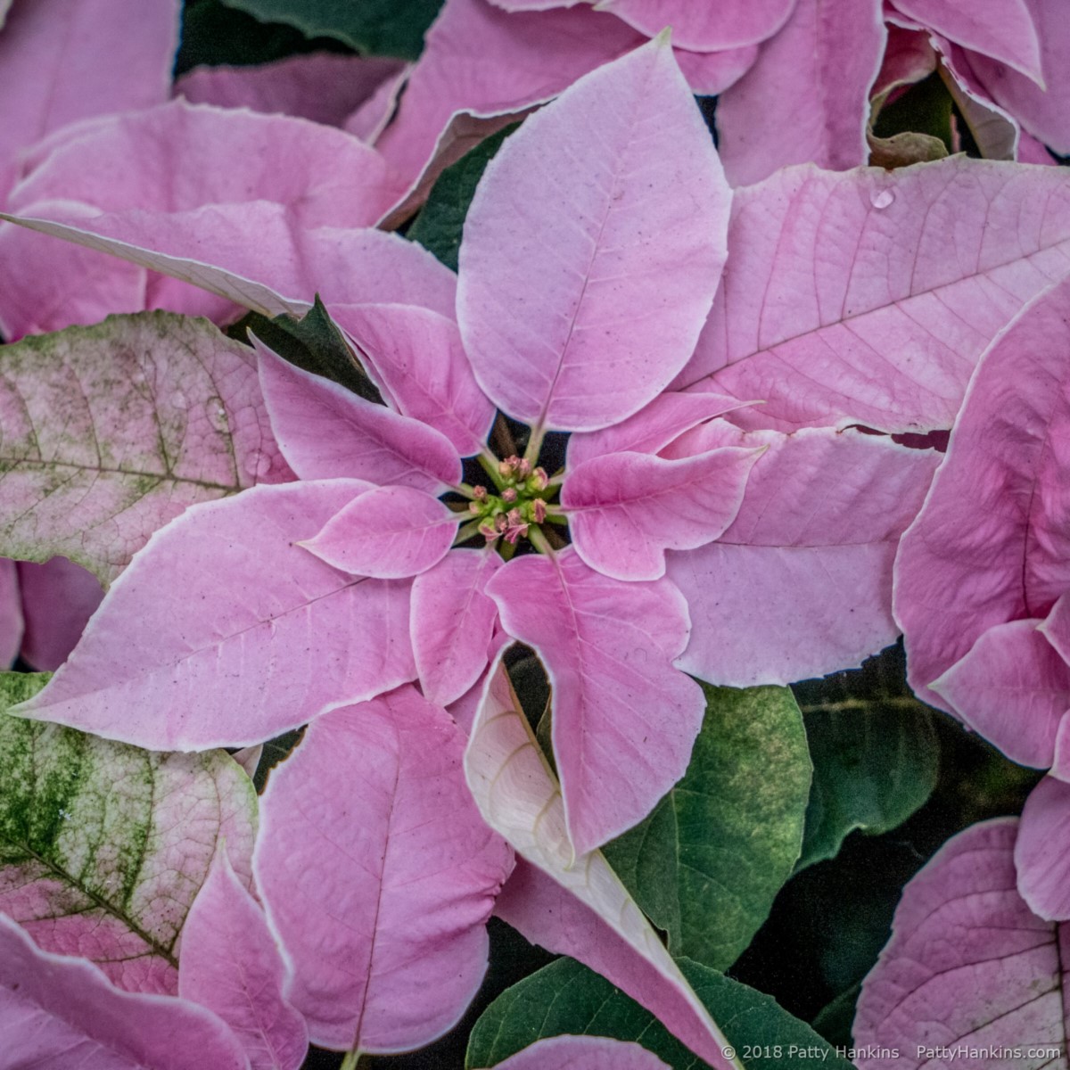 Bonprilipcom Poinsettia © 2018 Patty Hankins