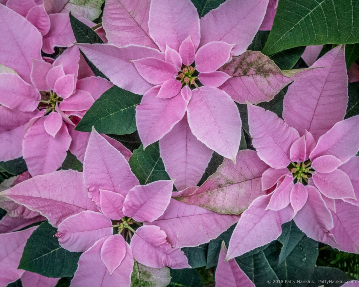 Bonprilipcom Poinsettia © 2018 Patty Hankins