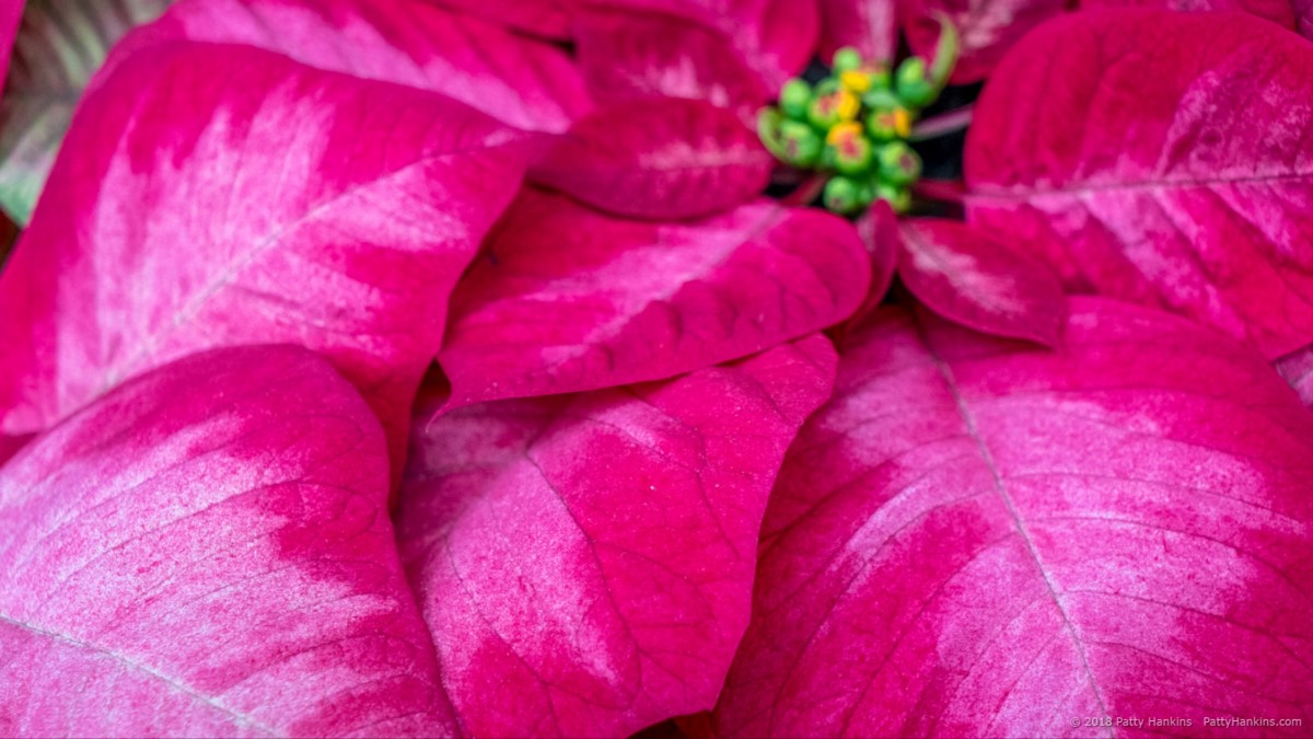 Christmas Beauty Princess Poinsettia © 2018 Patty Hankins