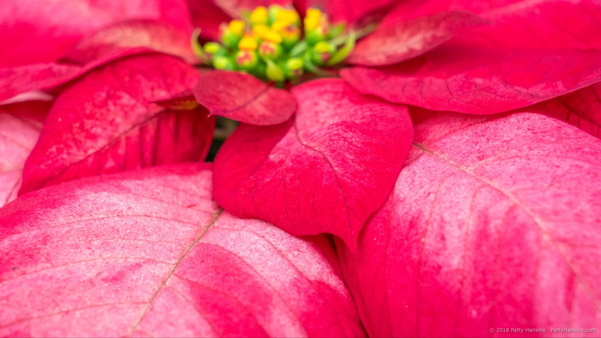 Christmas Beauty Princess Poinsettia © 2018 Patty Hankins