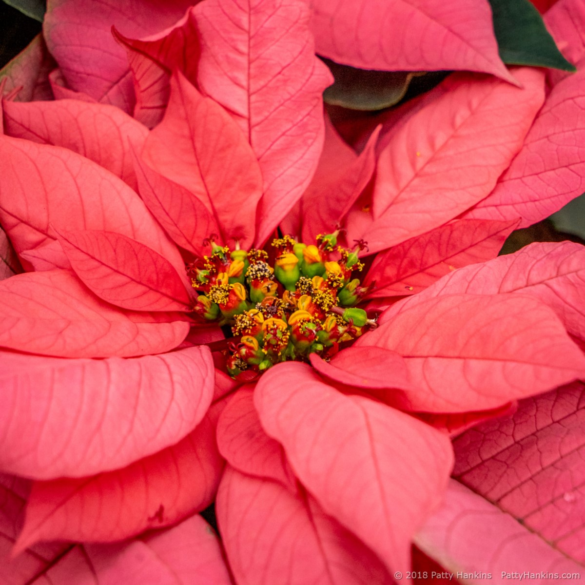 Christmas Wish Pink Poinsettia © 2018 Patty Hankins