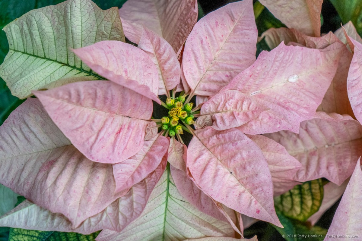 Cinnamon Star Poinsettia © 2018 Patty Hankins