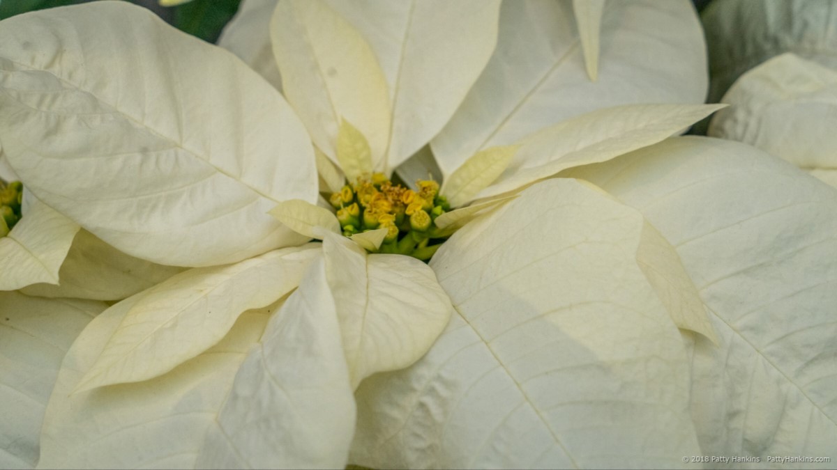 Frozen Poinsettia © 2018 Patty Hankins