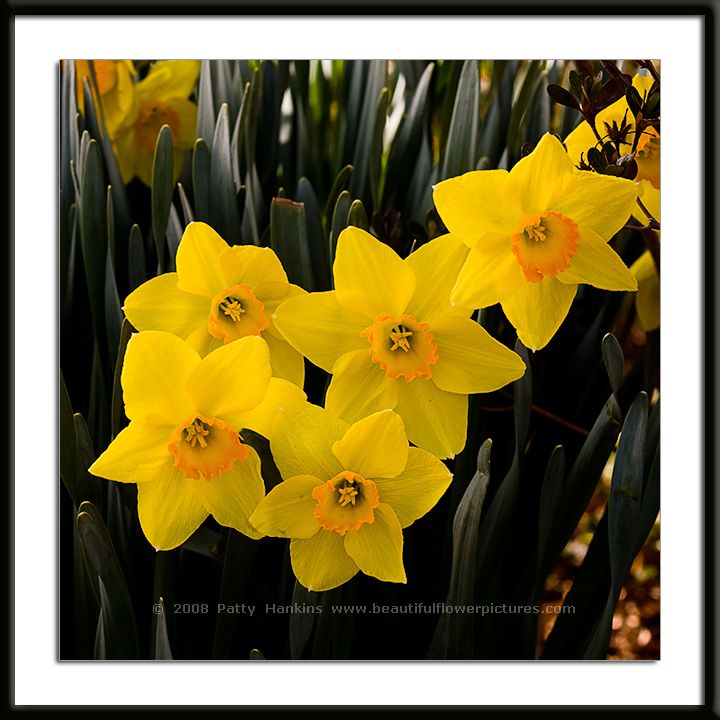 Ceylon Daffodils Photo