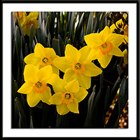 Ceylon Daffodil Photo