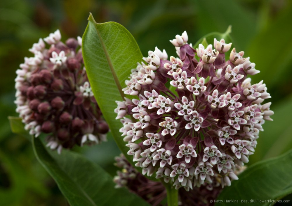 2014_06_milkweed_common_6651