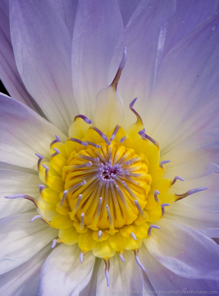 2015_09_water_lily_bob_trickett_2043