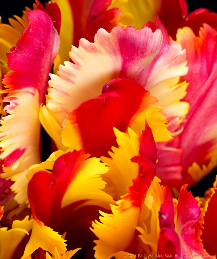 2015_11_tulip_flaming_parrot_5106