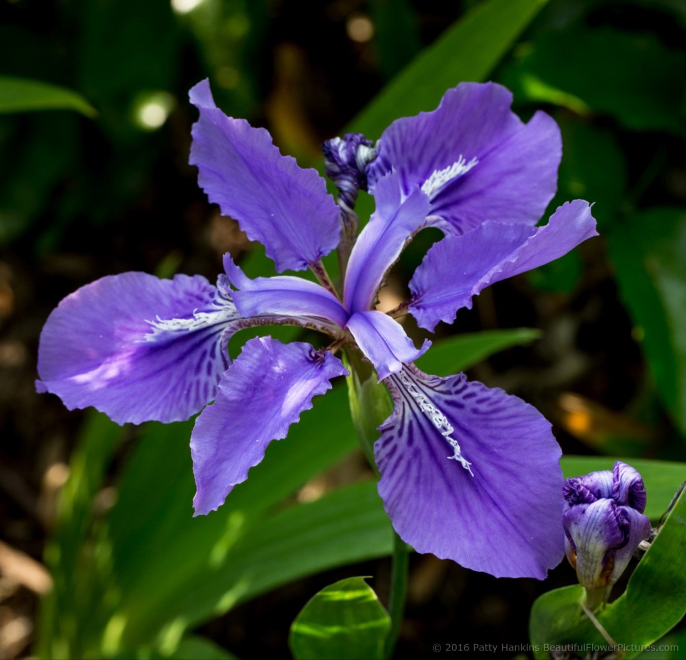 2016_01_iris_tectorum_woolong_7273