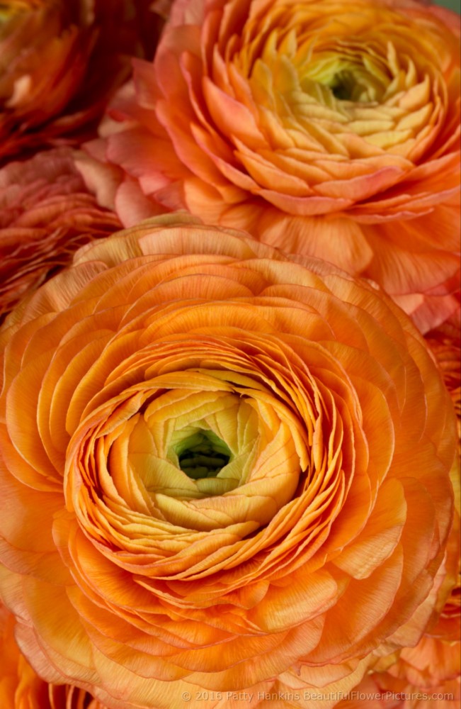 2016_01_studio_ranunculus_2980