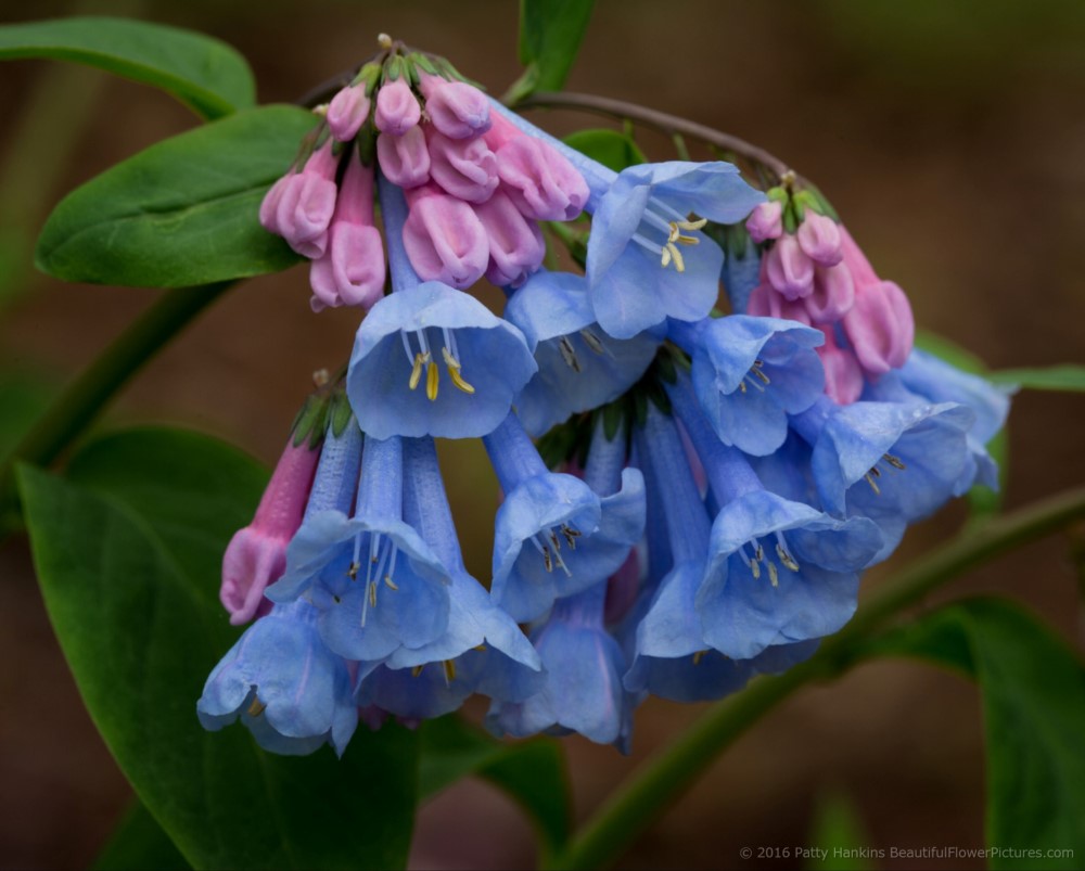 2016_01_virginia_bluebells_5205