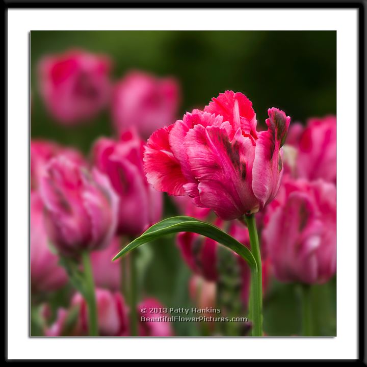 fantasy parrot tulip