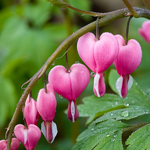 bleeding hearts :: Beautiful Flower Pictures Blog