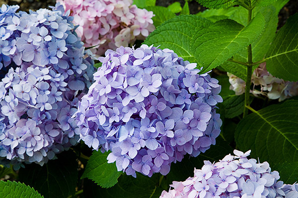 Hydrangeas! | Beautiful Flower Pictures Blog