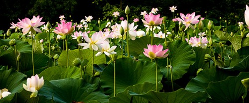 Lotus Blossoms At Kenilworth Aquatic Gardens In Washington Dc 