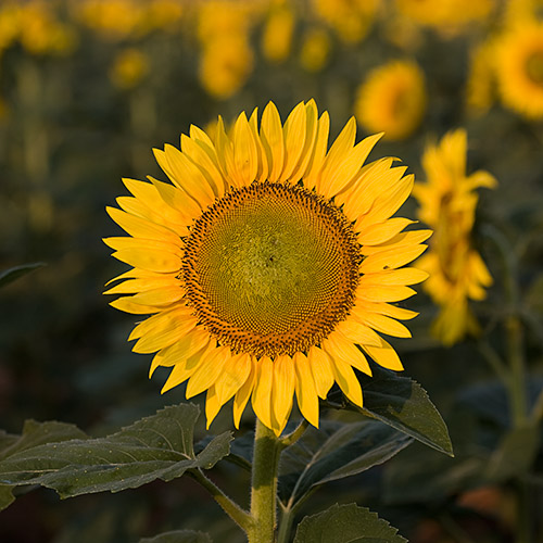 Sunflowers! | Beautiful Flower Pictures Blog