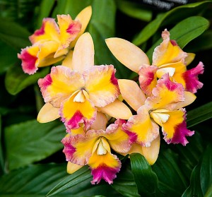 Orchids at Longwood Gardens | Beautiful Flower Pictures Blog