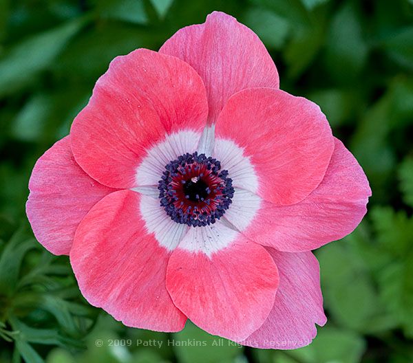 Poppy Anemone – Anemone Coronaria :: Beautiful Flower Pictures Blog