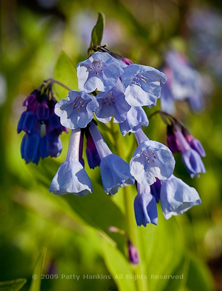 Virginia Bluebells at Bull Run Regional Park | Beautiful Flower ...