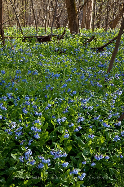 Virginia Bluebells at Bull Run Regional Park | Beautiful Flower ...