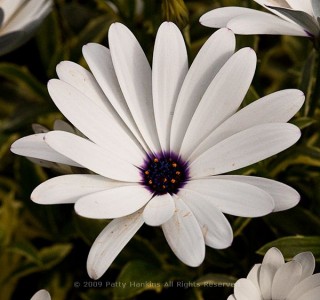 Some Osteospermums | Beautiful Flower Pictures Blog