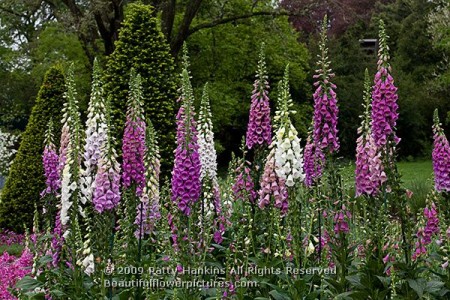 Excelsior Mix Foxglove – Digitalis purpurea | Beautiful Flower Pictures ...