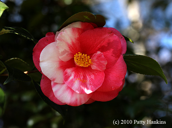 More Camellias at Magnolia Plantation in Charleston, South Carolina ::  Beautiful Flower Pictures Blog