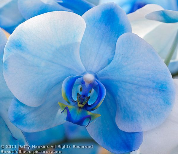 Blue Mystique Orchids | Beautiful Flower Pictures Blog