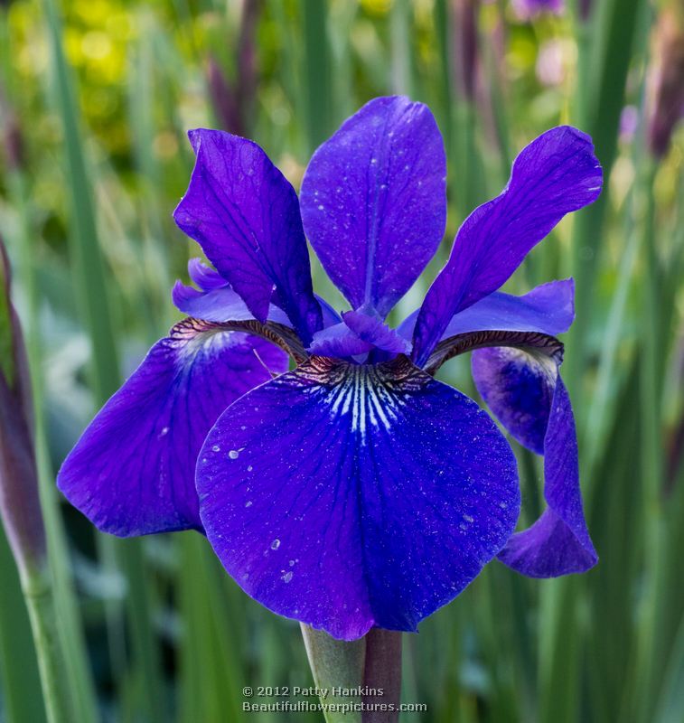 Siberian Irises :: Beautiful Flower Pictures Blog