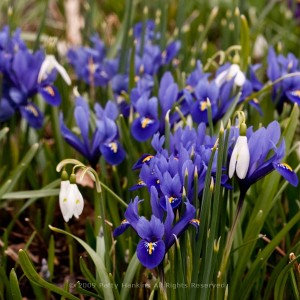 Iris Reticulata – Some Lovely Dwarf Irises | Beautiful Flower Pictures Blog