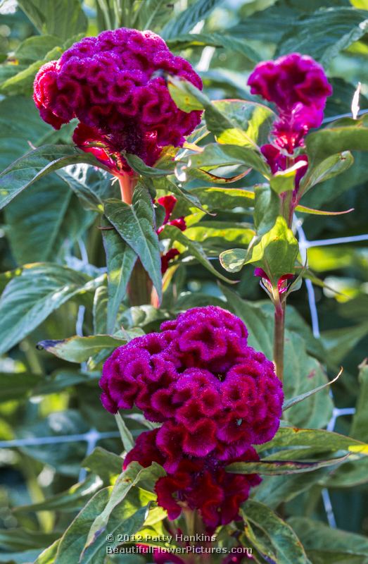 Brain Celosia celosia cristata Beautiful Flower