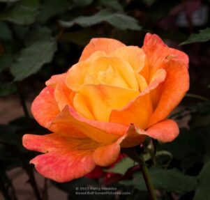 Rio Samba Rose