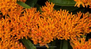 Butterfly weed - asclepias tuberosa