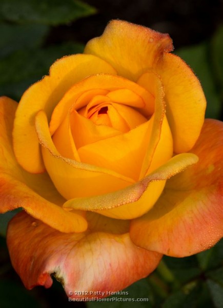 Rio Samba Roses | Beautiful Flower Pictures Blog