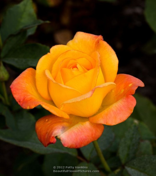 Rio Samba Roses | Beautiful Flower Pictures Blog