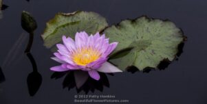 General Pershing Water Lily