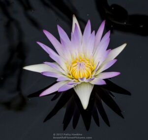 Madame Ganna Walska Water Lily