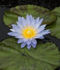 Marmorata Water Lily